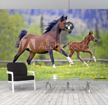 Picture of Bay Mare Horse and Foal galloping together in spring meadow